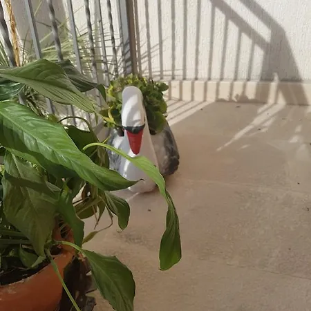 Draga Apartmant * Podstrana
